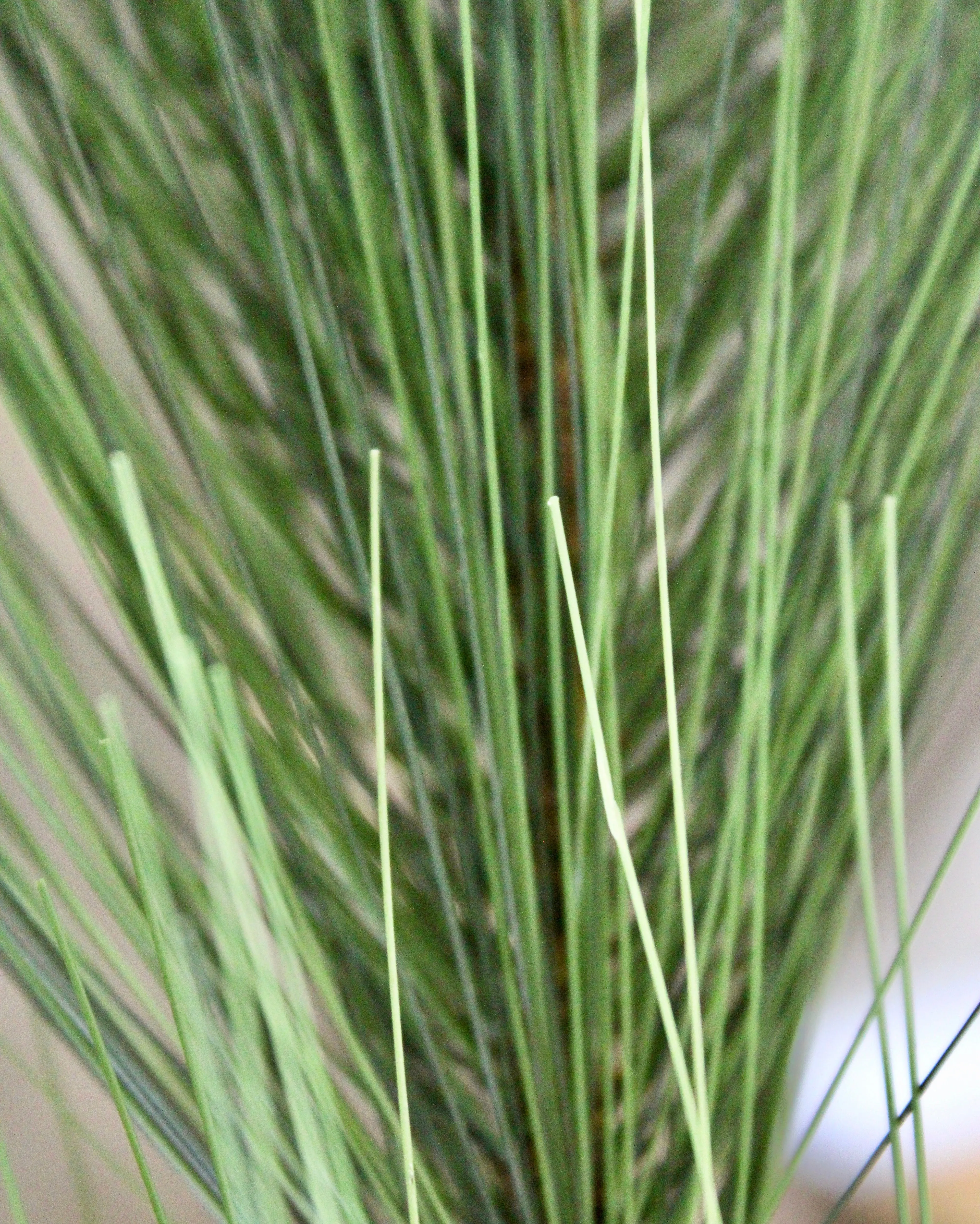 White Pine Branch