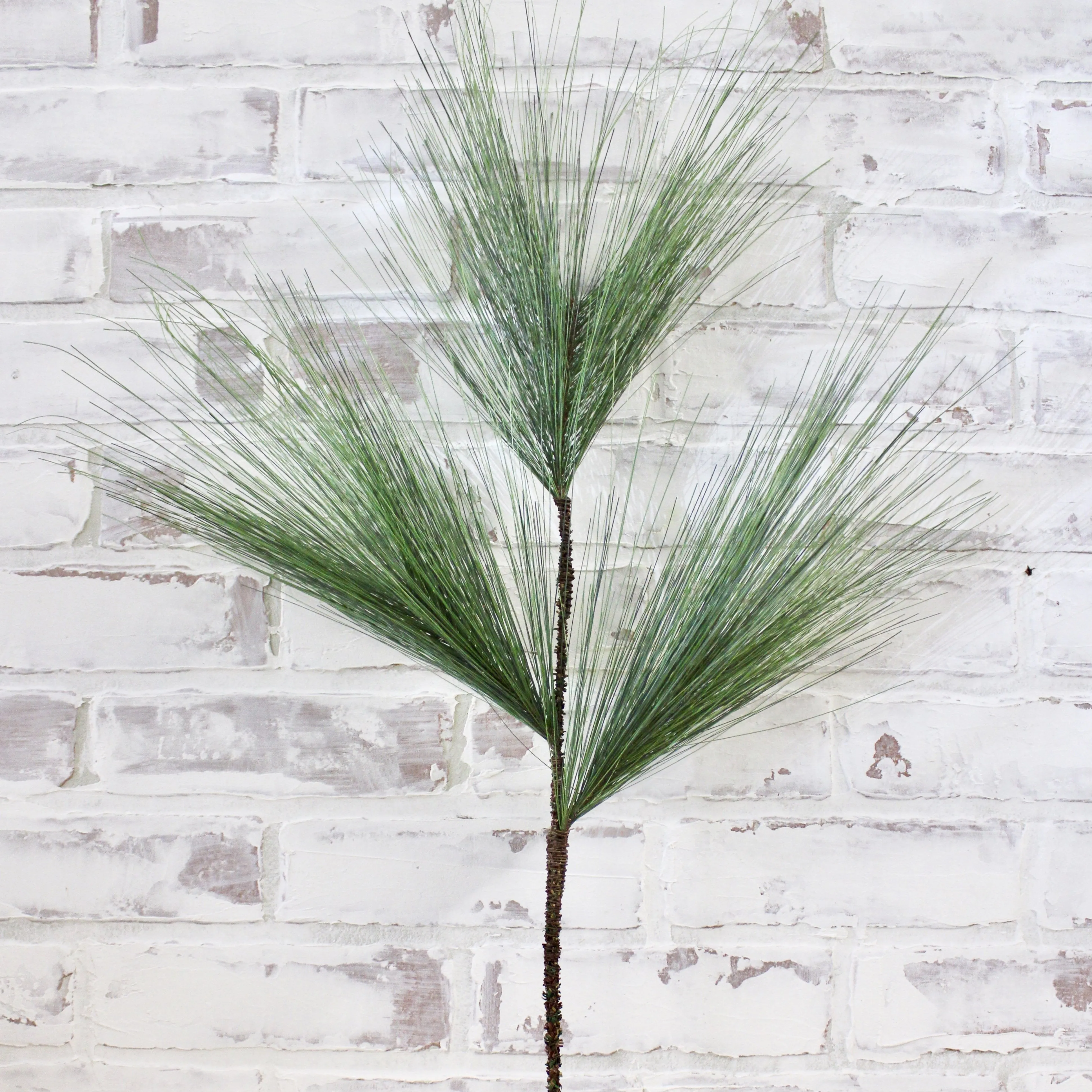 White Pine Branch